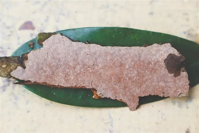 圖片關(guān)鍵詞